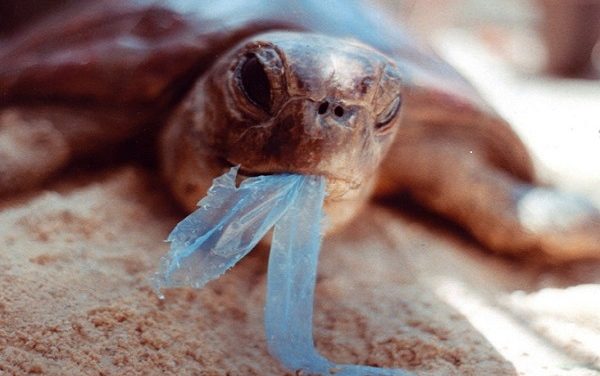 La plastica non è più un problema, grazie ai batteri!
