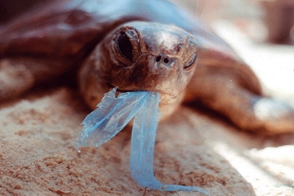 La plastica non è più un problema, grazie ai batteri!