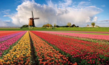Olanda, la “fioriera del mondo”