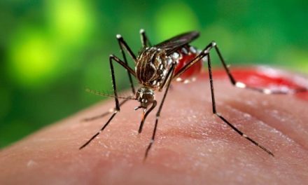 La zanzara, l’animale più letale del mondo