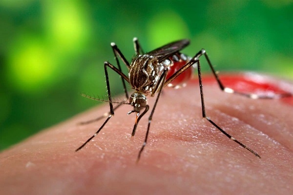 La zanzara, l’animale più letale del mondo
